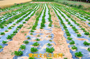 特色農(nóng)產(chǎn)品種植與水產(chǎn)養(yǎng)殖 雙輪驅(qū)動(dòng)下的致富新路徑